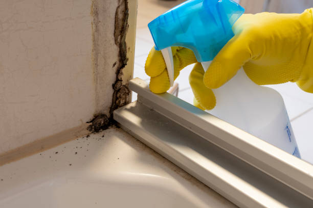 Best Residential Mold Remediation in Alderwood Manor, WA