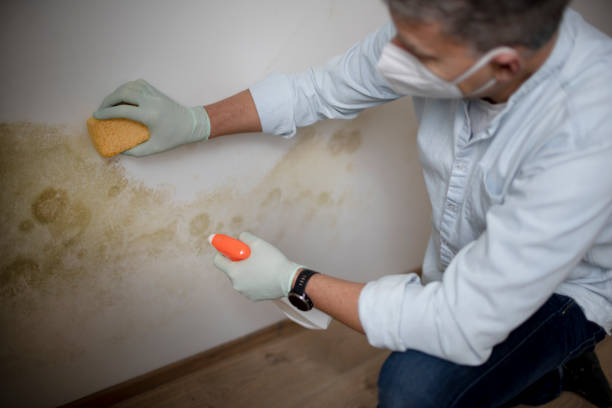 Best Residential Mold Remediation in Alderwood Manor, WA