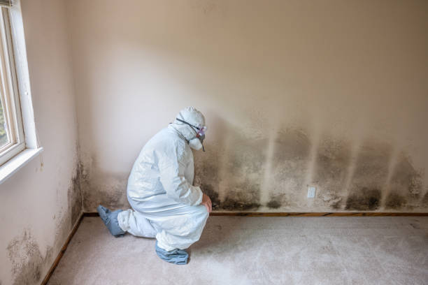 Best Insurance-Related Mold Remediation in Alderwood Manor, WA