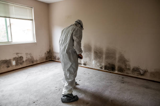 Best White Mold Remediation in Alderwood Manor, WA